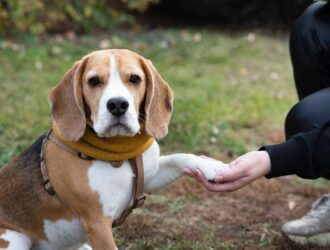 dog-beagle-on-a-walk-early-in-the-morning-at-sunri-2024-01-08-18-32-10-utc (1)