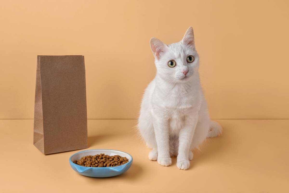 Beautiful white cat sitting next to a food bowl on a beige background, concept. Feeding a pet. Copy space
